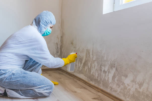 Licensed Attic Mold Remediation service in Cherry Hill, NJ - Car Mold Remediation